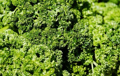 conan garden parsley